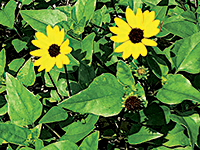 article image -